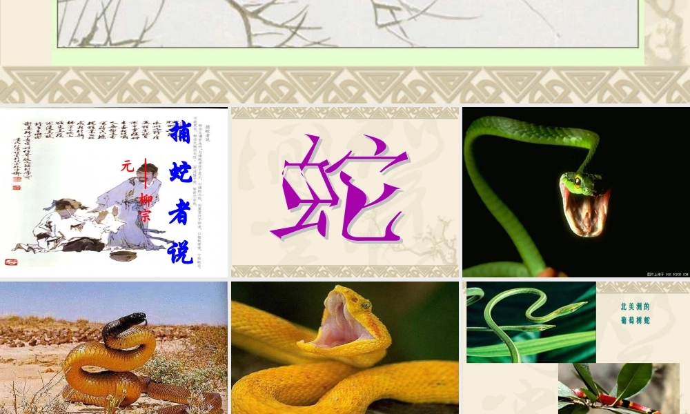 初中三年级语文上册第五单元(学会读书五：借助注释学文言)19、捕蛇者说(柳宗元)课件