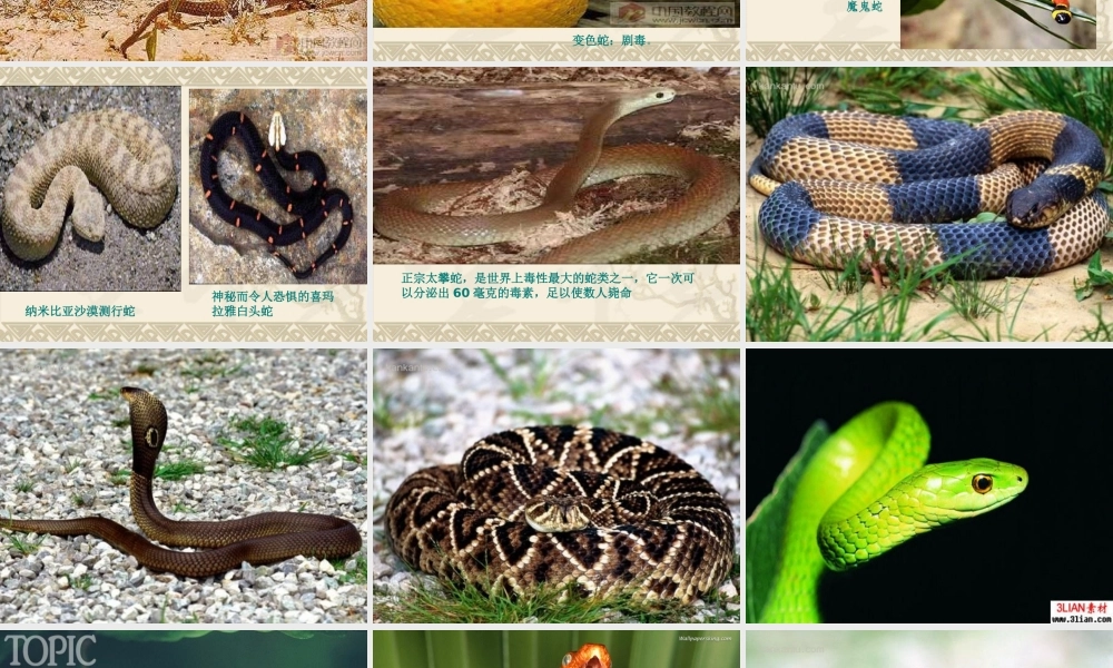 初中三年级语文上册第五单元(学会读书五：借助注释学文言)19、捕蛇者说(柳宗元)课件