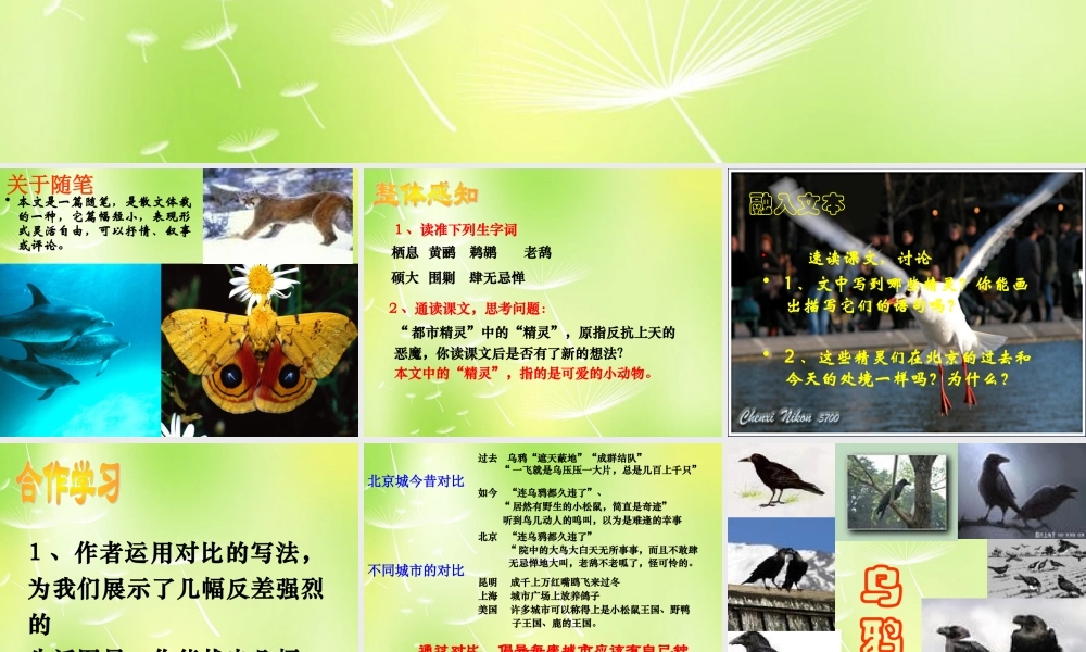 八年级语文上册 第五单元 22 都市精灵课件 (新版)苏教版 课件