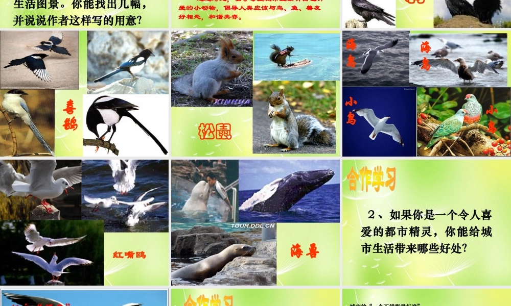 八年级语文上册 第五单元 22 都市精灵课件 (新版)苏教版 课件