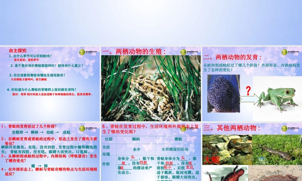 八年级生物上册 两栖动物的生殖和发育课件1 济南版 课件