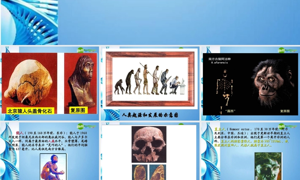 八年级生物下册 第五单元第二章第二节人类的进化课件 济南版 课件