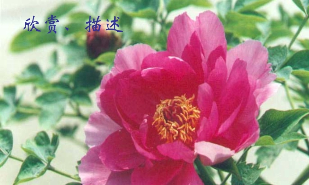 八年级语文下册 课堂教学资料第5课(紫藤萝瀑布)课件 苏教版 课件