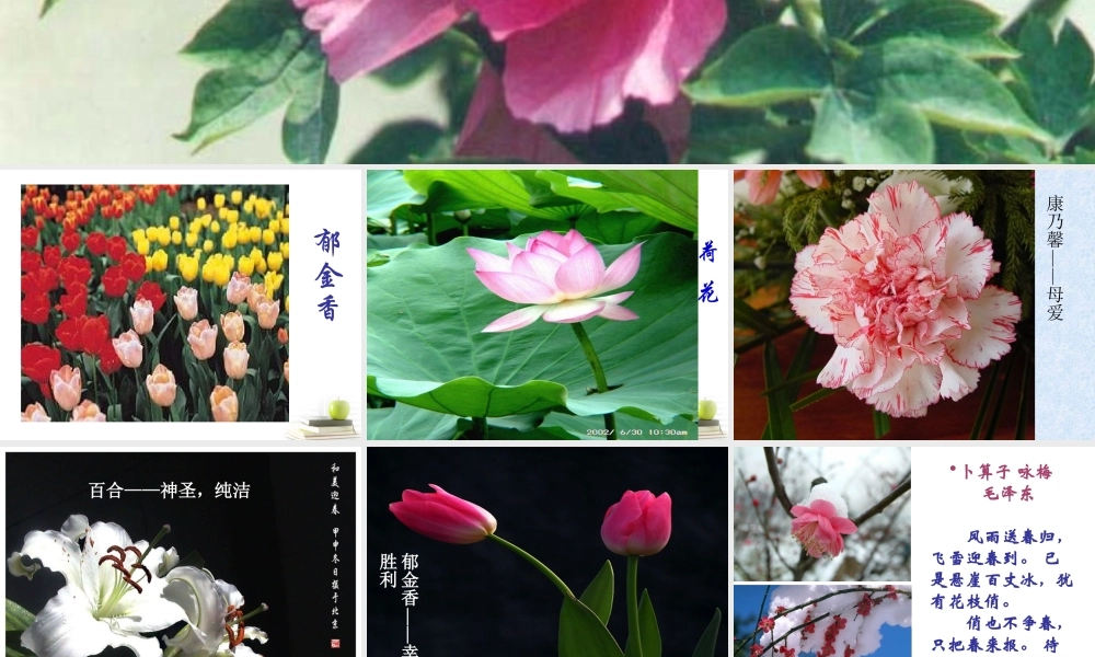 八年级语文下册 课堂教学资料第5课(紫藤萝瀑布)课件 苏教版 课件