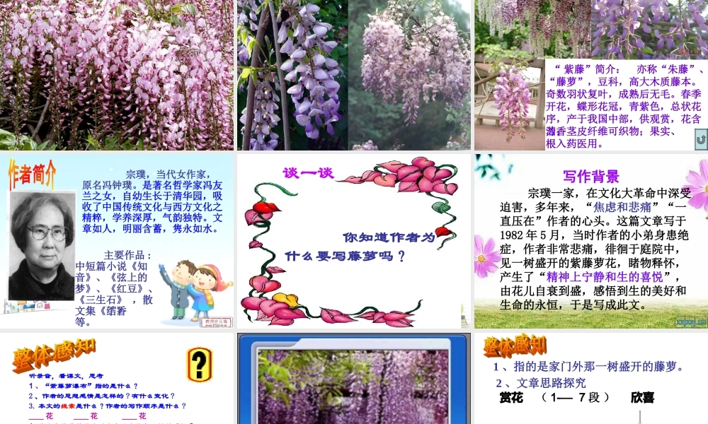 八年级语文下册 课堂教学资料第5课(紫藤萝瀑布)课件 苏教版 课件
