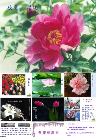 八年级语文下册 课堂教学资料第5课(紫藤萝瀑布)课件 苏教版 课件