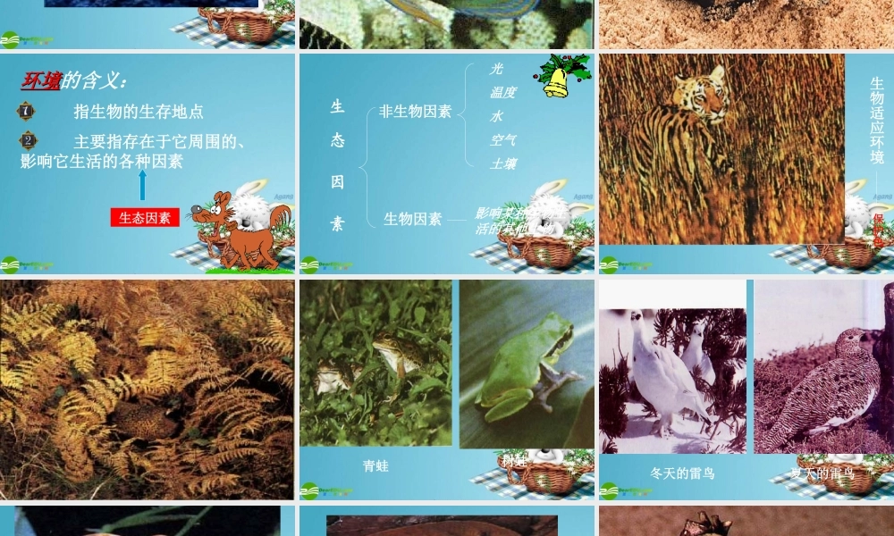 七年级生物上册 生物与环境的关系课件 苏教版 课件