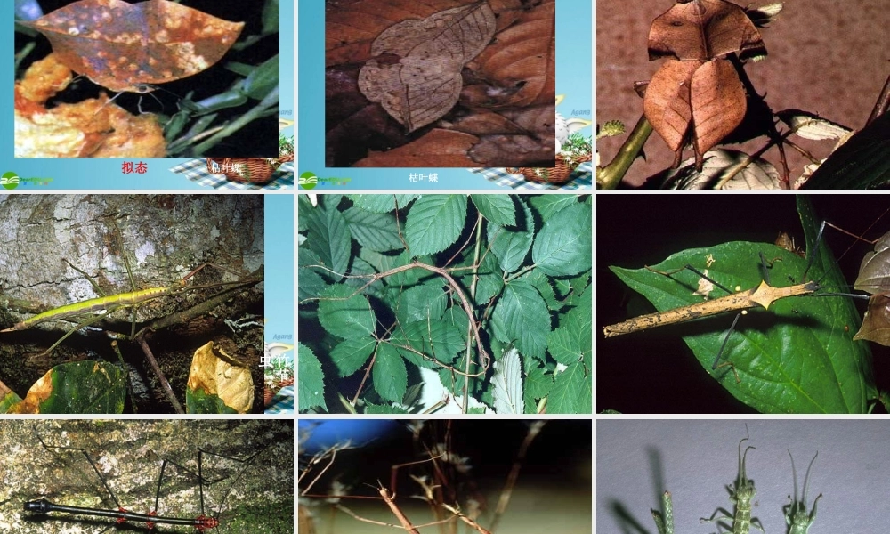 七年级生物上册 生物与环境的关系课件 苏教版 课件