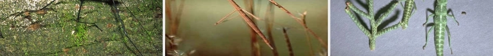 七年级生物上册 生物与环境的关系课件 苏教版 课件