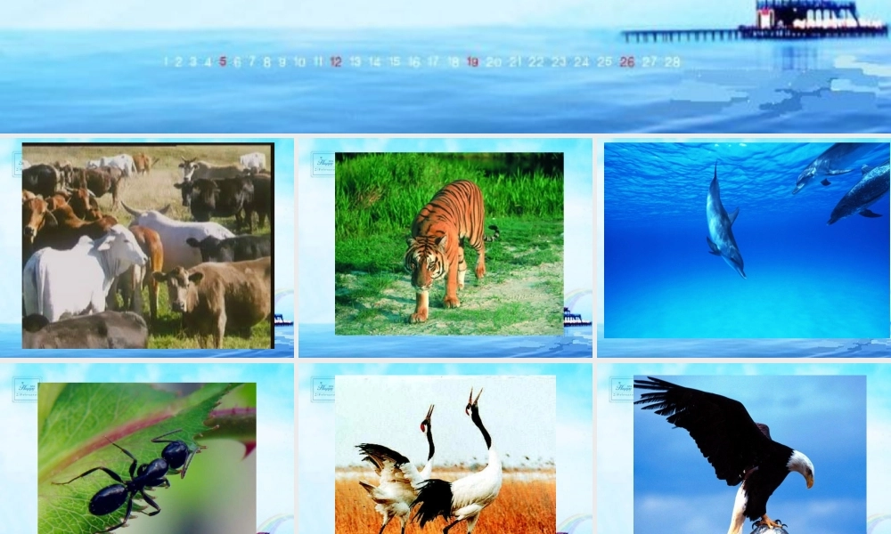 八年级生物 第三节 社会行为课件1 八年级生物 第三节 社会行为课件[整理两套] 八年级生物 第三节 社会行为课件[整理两套]