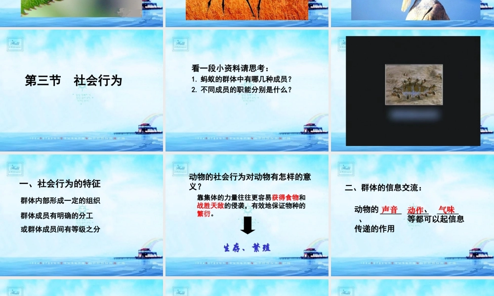 八年级生物 第三节 社会行为课件1 八年级生物 第三节 社会行为课件[整理两套] 八年级生物 第三节 社会行为课件[整理两套]