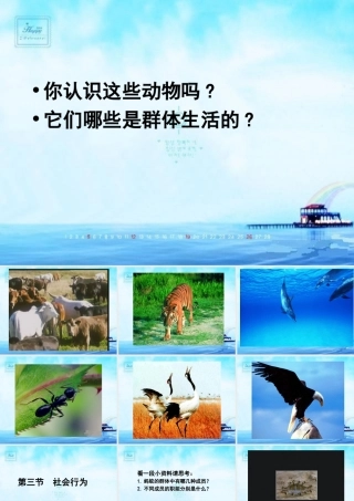 八年级生物 第三节 社会行为课件1 八年级生物 第三节 社会行为课件[整理两套] 八年级生物 第三节 社会行为课件[整理两套]