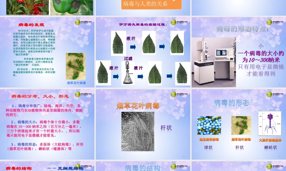 八年级生物上册 病毒课件 (新版)新人教版 课件