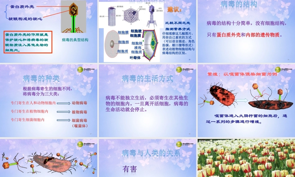 八年级生物上册 病毒课件 (新版)新人教版 课件