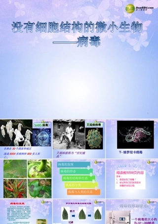 八年级生物上册 病毒课件 (新版)新人教版 课件