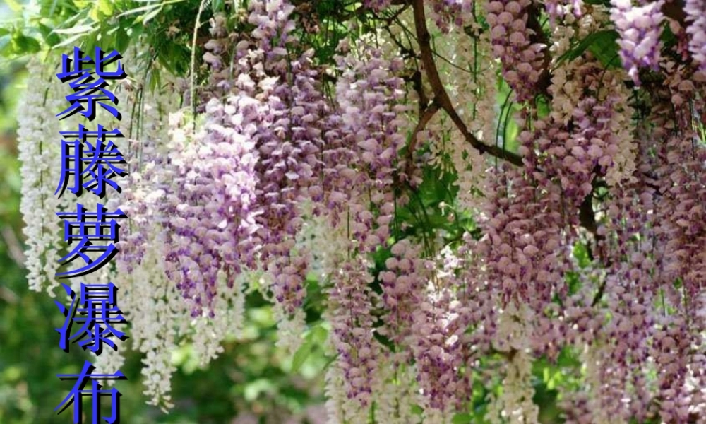 七年级语文上册 (紫藤萝瀑布)课件 人教新课标版 课件