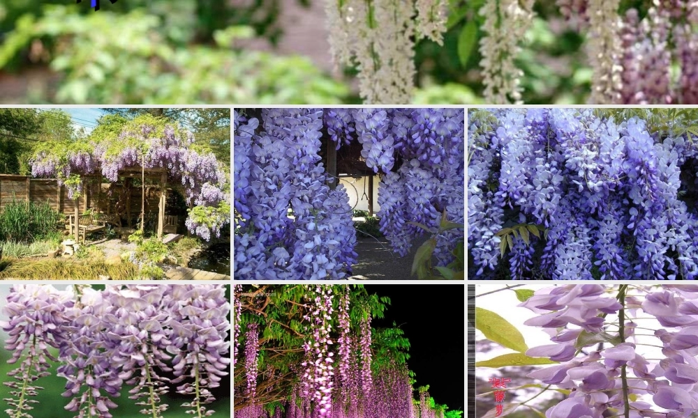 七年级语文上册 (紫藤萝瀑布)课件 人教新课标版 课件