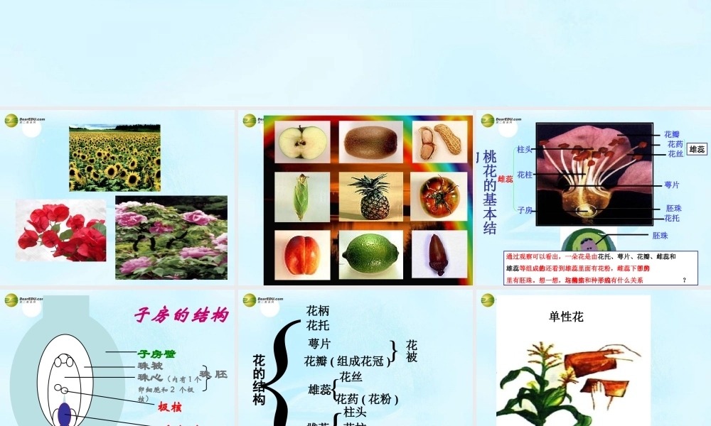 中学七年级生物上册(第三单元 第二章 第三节 开花和结果)课件 新人教版 课件