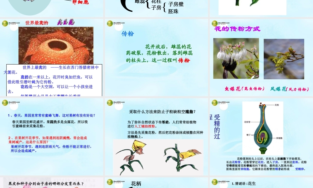 中学七年级生物上册(第三单元 第二章 第三节 开花和结果)课件 新人教版 课件