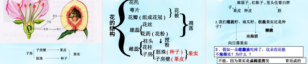 中学七年级生物上册(第三单元 第二章 第三节 开花和结果)课件 新人教版 课件