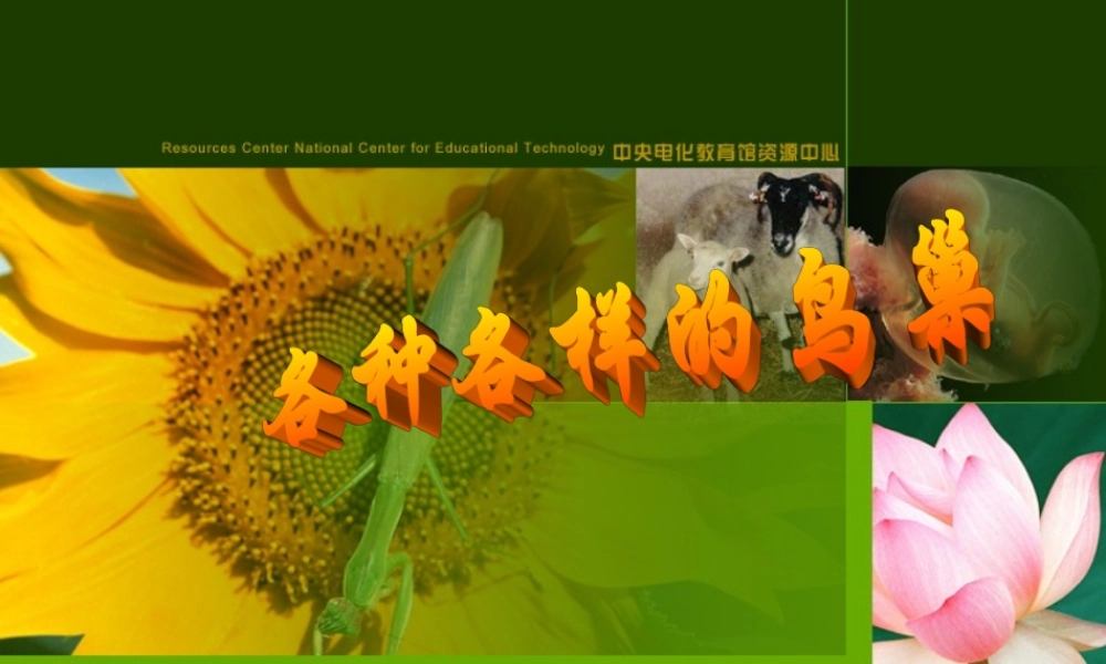 八年级生物新课标人教版鸟的生殖和发育2ppt. 课件