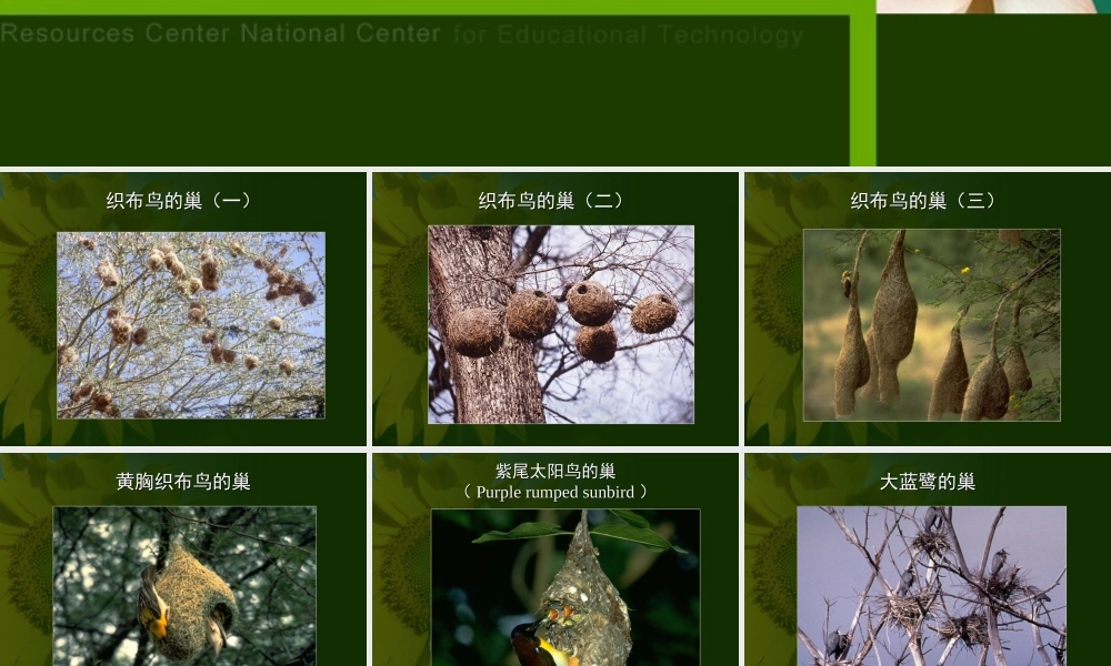 八年级生物新课标人教版鸟的生殖和发育2ppt. 课件