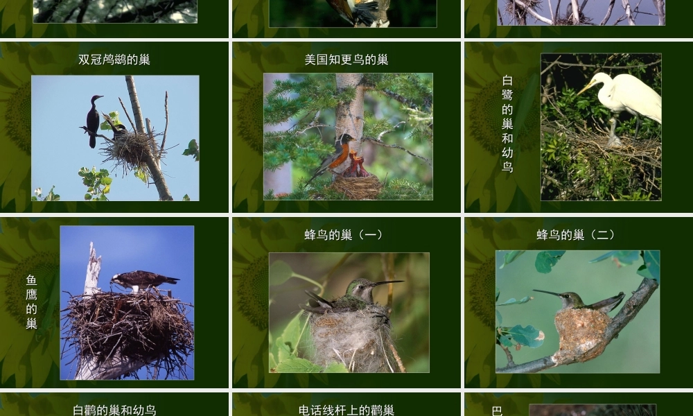 八年级生物新课标人教版鸟的生殖和发育2ppt. 课件