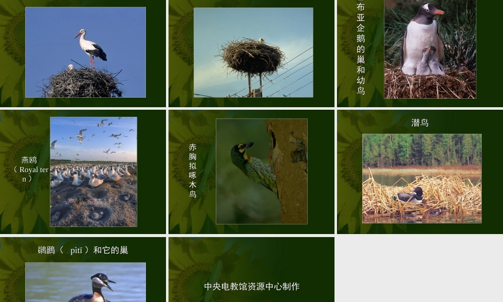 八年级生物新课标人教版鸟的生殖和发育2ppt. 课件