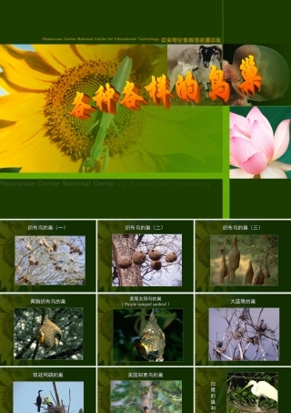 八年级生物新课标人教版鸟的生殖和发育2ppt. 课件