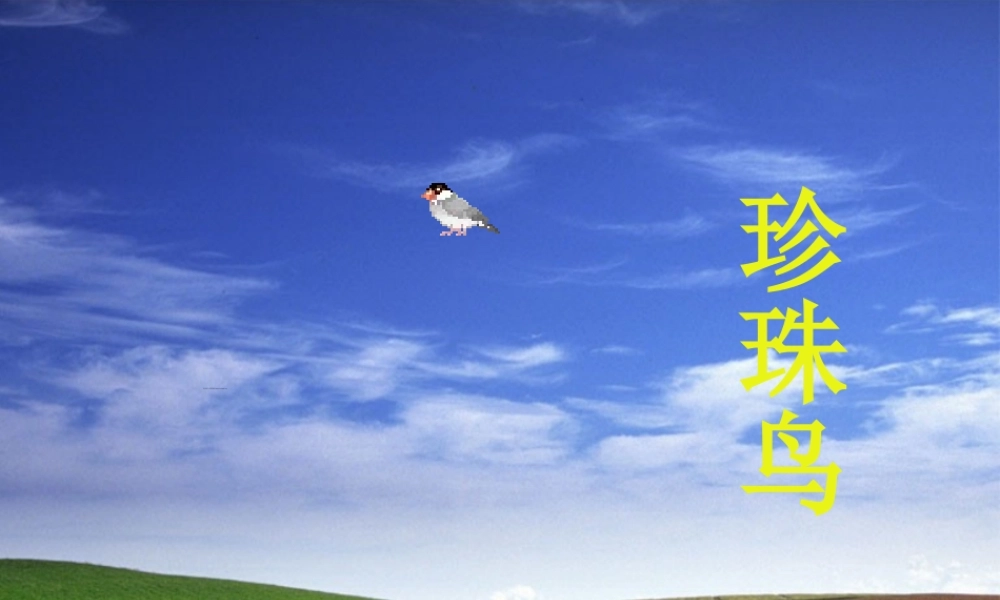 《珍珠鸟》ppt课件8