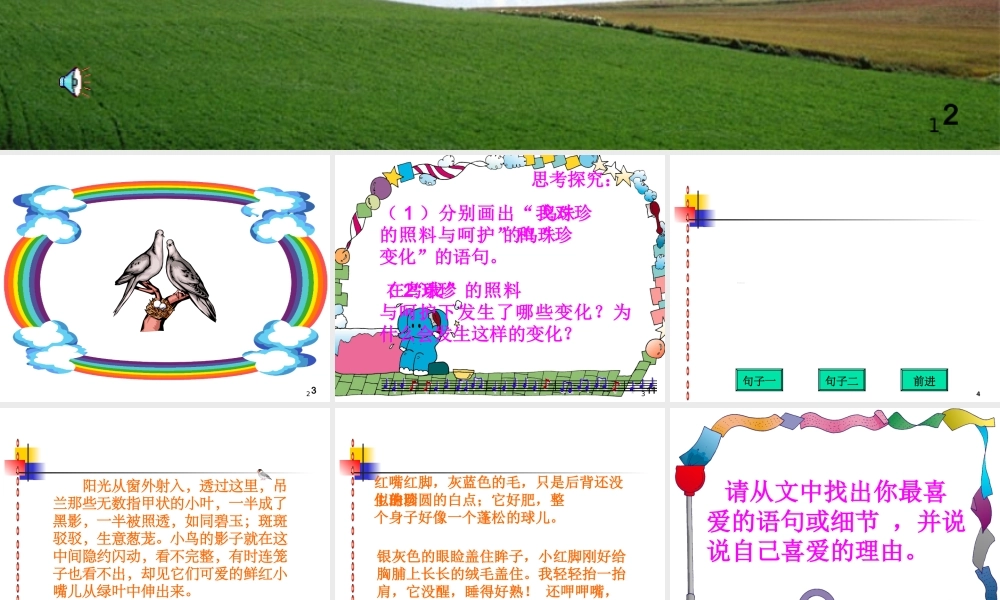 《珍珠鸟》ppt课件8