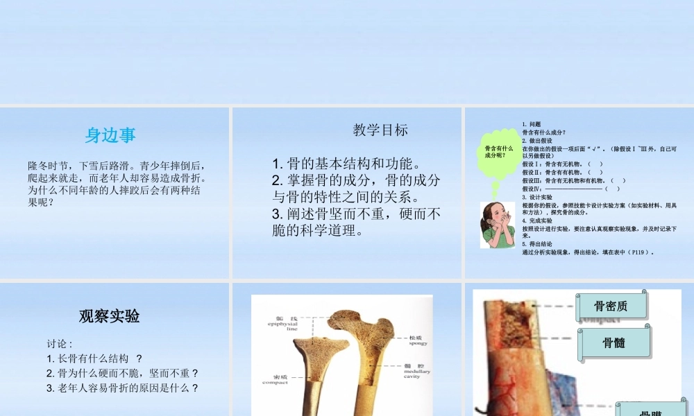 七年级生物下册 第六章第一节人体的运动课件 冀教版 课件