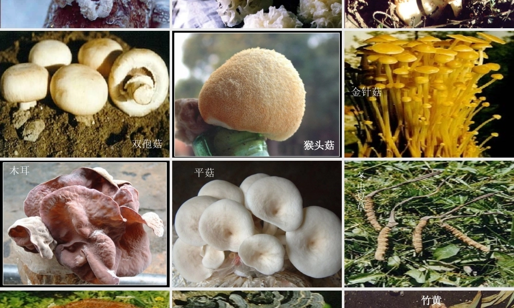 讲课用：真菌[1]