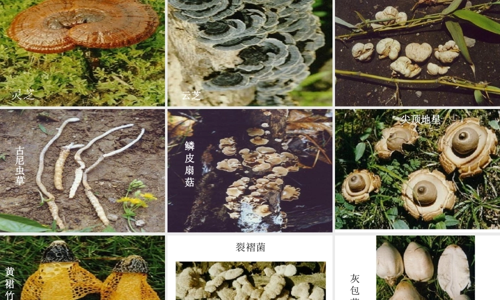 讲课用：真菌[1]
