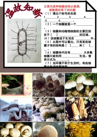 讲课用：真菌[1]