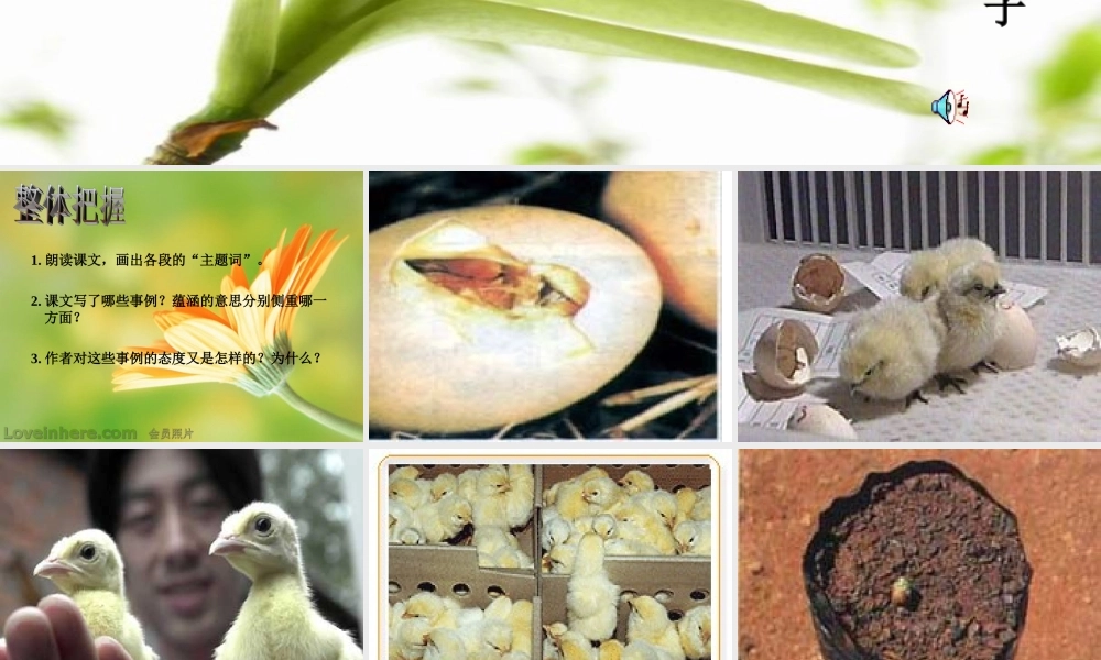 七年级语文生命 生命课件4 新课标 人教版 课件