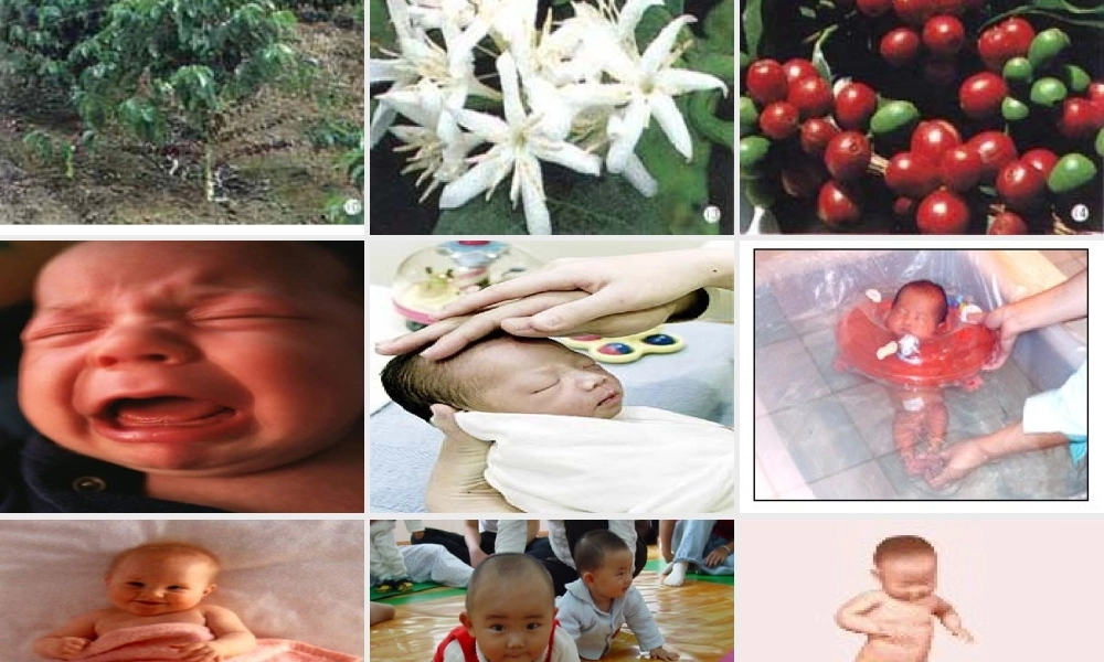 七年级语文生命 生命课件4 新课标 人教版 课件