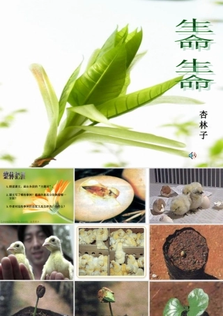 七年级语文生命 生命课件4 新课标 人教版 课件