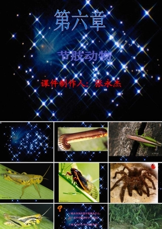 八年级生物 节肢动物课件1 八年级生物 节肢动物课件[整理两套] 八年级生物 节肢动物课件[整理两套]