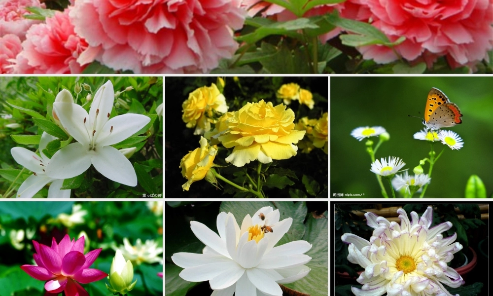 《养花》课件-11