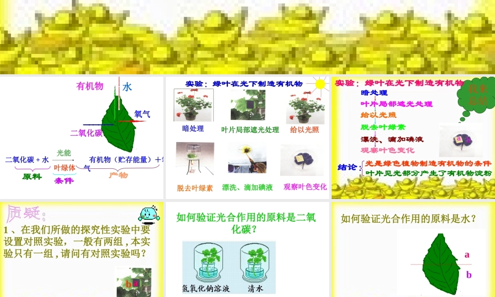 八年级生物 光合作用和呼吸作用、蒸腾作用复习课件