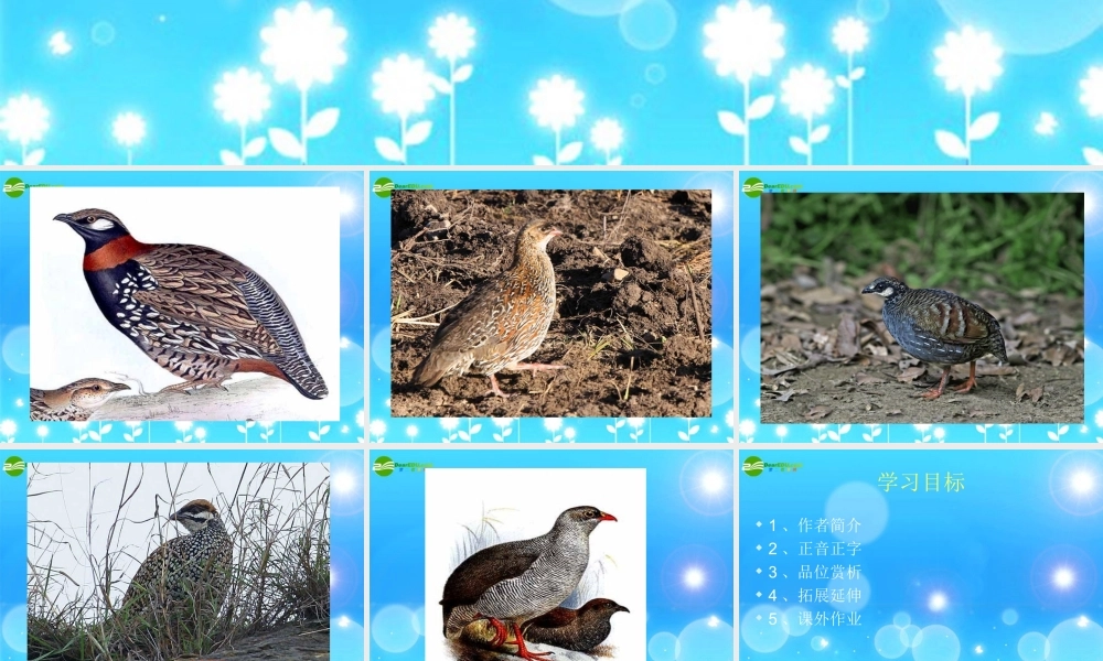 七年级语文下册(古诗三首)之鹧鸪课件 苏教版 课件