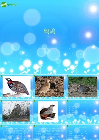 七年级语文下册(古诗三首)之鹧鸪课件 苏教版 课件