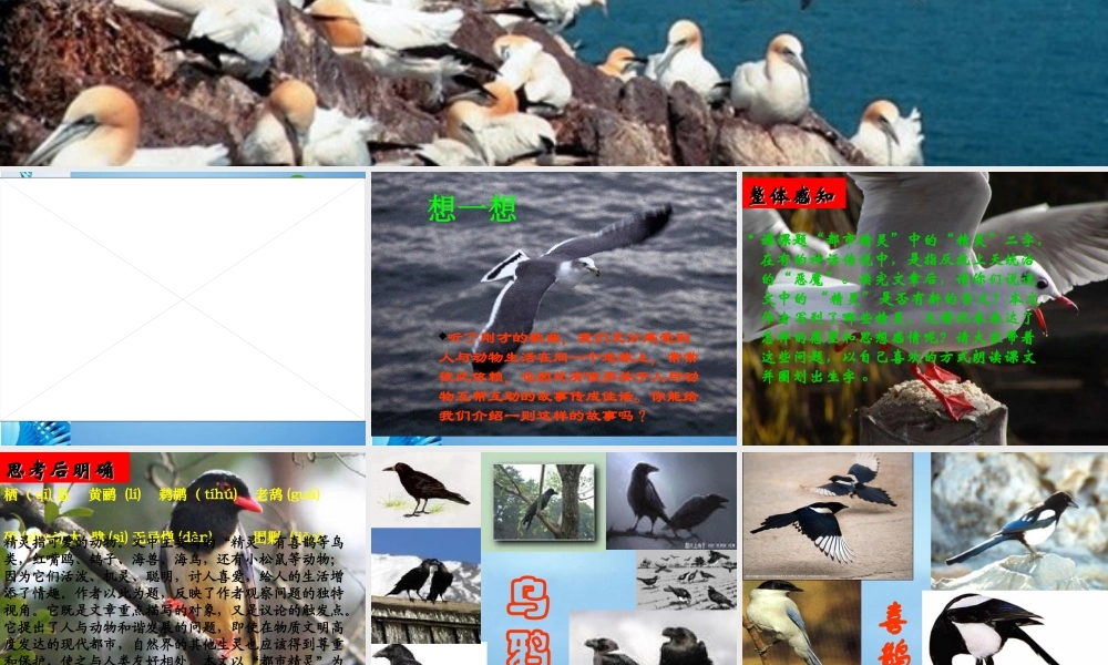 八年级语文上册 (都市精灵)讲课课件 苏教版 课件