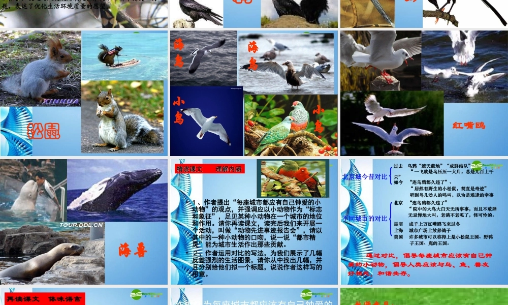 八年级语文上册 (都市精灵)讲课课件 苏教版 课件