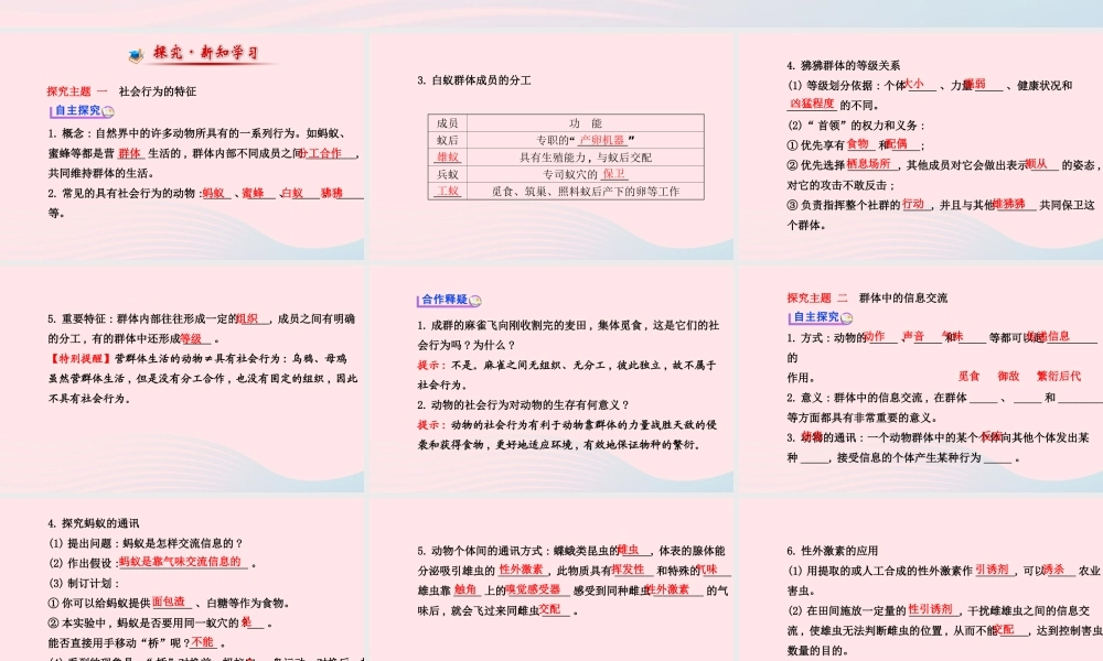 八年级生物上册 第五单元 第二章 第三节 社会行为课件 (新版)新人教版