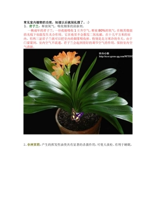 常见室内植物的功效