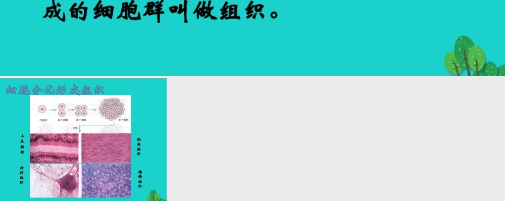 七年级生物上册 第二单元 第三章 第3节 细胞通过分裂而增殖 细胞分化与组织形成课件 北师大版 课件