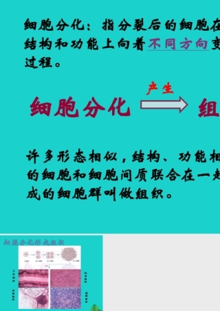七年级生物上册 第二单元 第三章 第3节 细胞通过分裂而增殖 细胞分化与组织形成课件 北师大版 课件
