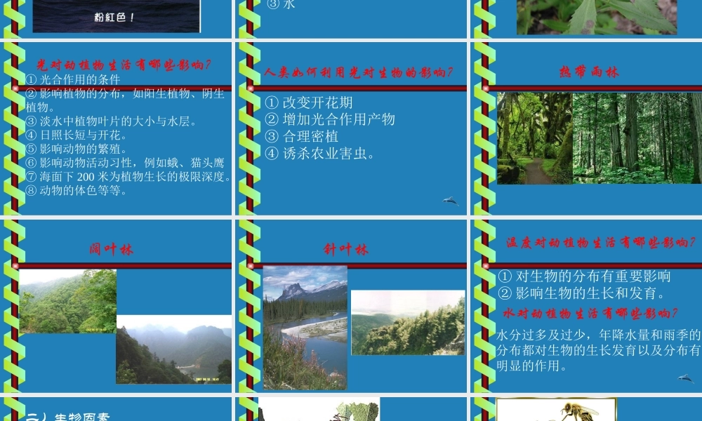 七年级生物生物与环境的相互关系课件2 新课标 人教版 课件